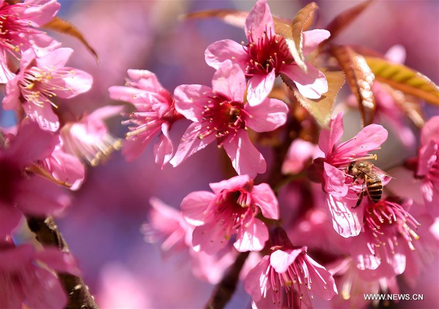 CHINA-YUNNAN-KUNMING-CHERRY BLOSSOM (CN)