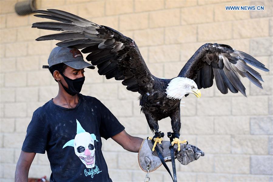 KUWAIT-MUBARAK AL-KABEER GOVERNORATE-RAPTOR SHOW