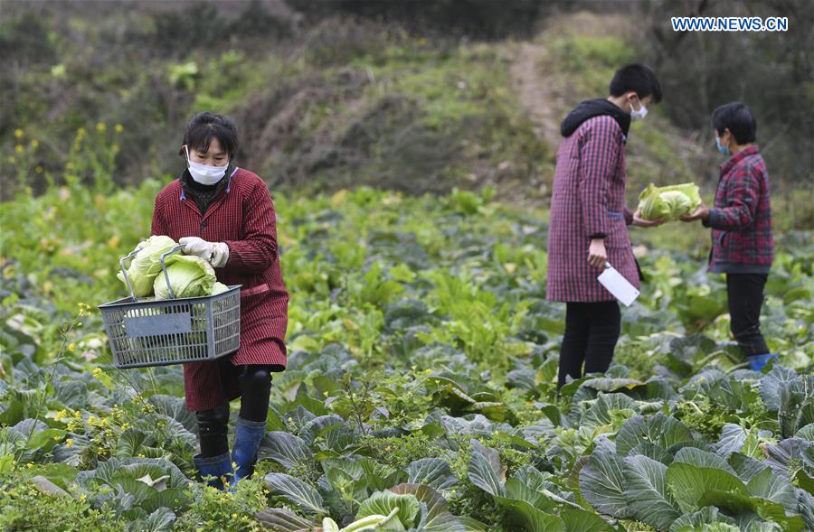 CHINA-CHONGQING-CORONAVIRUS-VEGETABLE SUPPLY (CN)