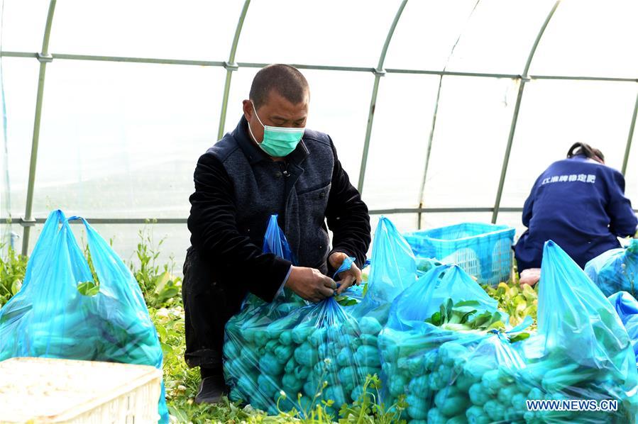 CHINA-ANHUI-FEIDONG-VEGETABLE HARVEST (CN)