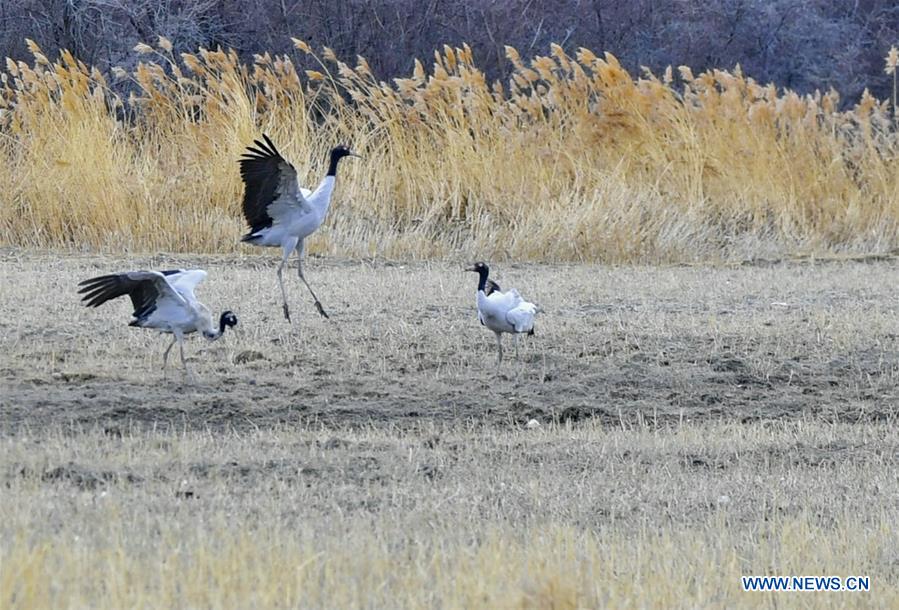 CHINA-TIBET-XIGAZE-BIRDS (CN)