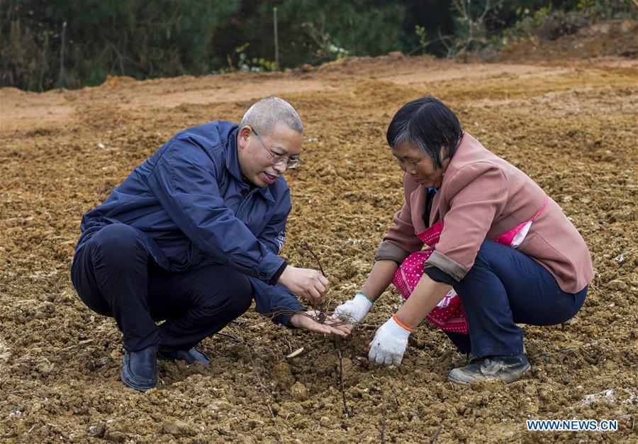 CHINA-CHONGQING-FULING-VINEYARD-PRODUCTION RESUMPTION(CN)