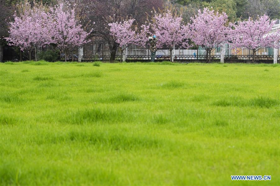 CHINA-WUHAN-CHERRY BLOSSOMS (CN)