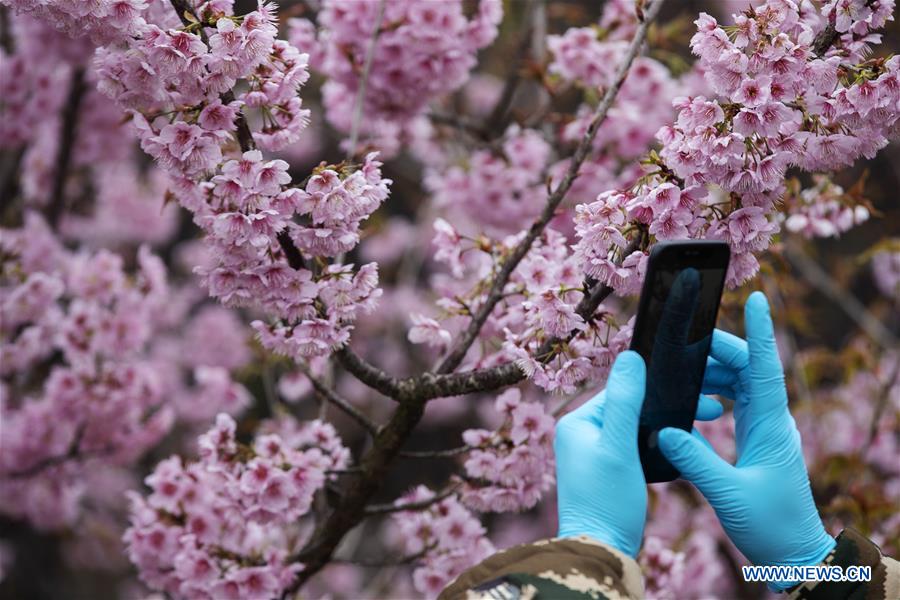 CHINA-WUHAN-CHERRY BLOSSOMS (CN)