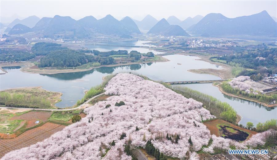 CHINA-GUIZHOU-GUIAN-CHERRY BLOSSOMS (CN)