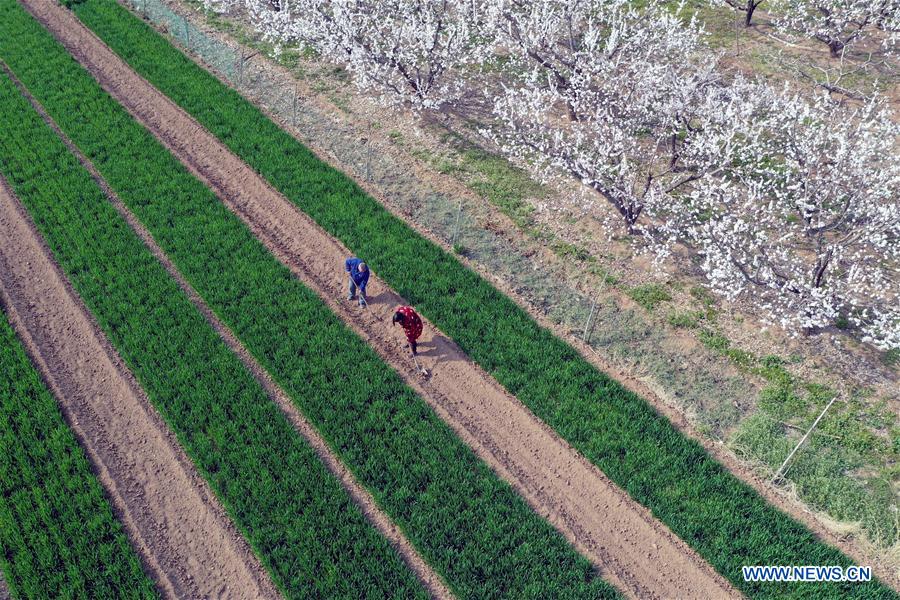 #CHINA-SPRING-SCENERY(CN)