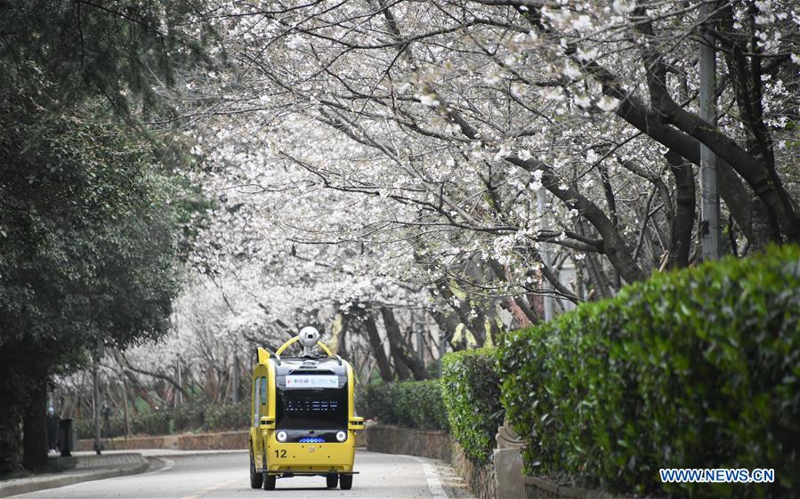 CHINA-HUBEI-WUHAN UNIVERSITY-CHERRY BLOSSOMS (CN)