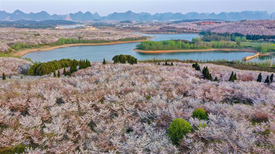 CHINA-GUIZHOU-GUIAN-CHERRY BLOSSOMS (CN)