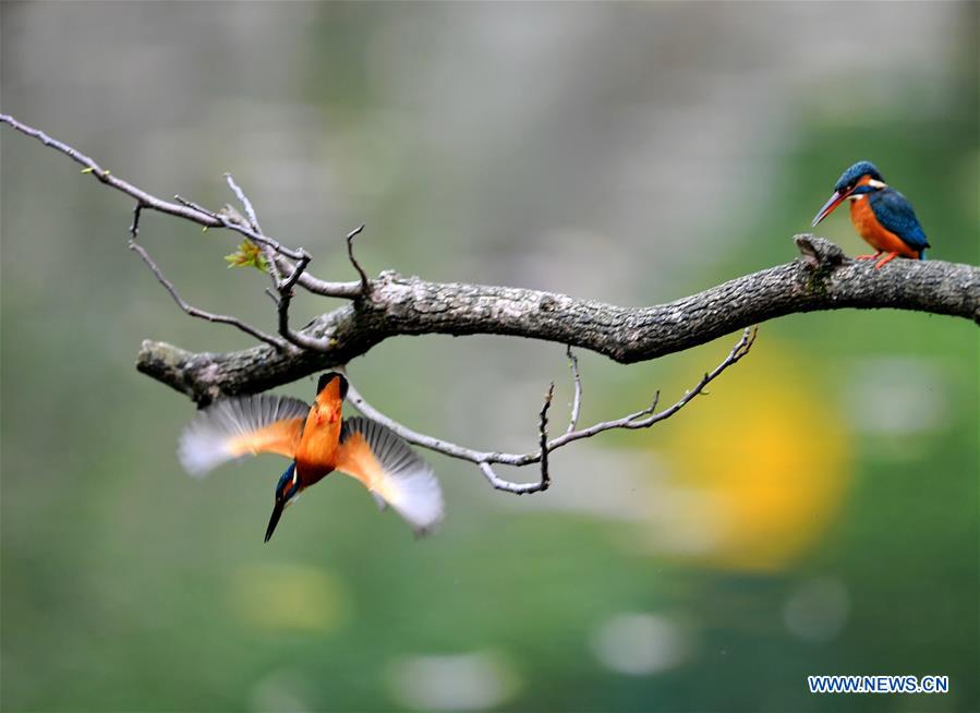 CHINA-FUJIAN-SPRING-KINGFISHERS (CN)