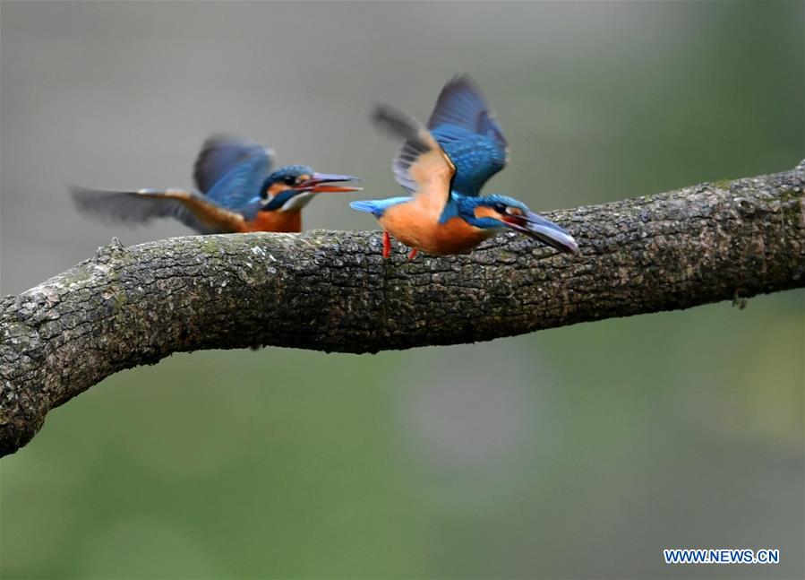 CHINA-FUJIAN-SPRING-KINGFISHERS (CN)