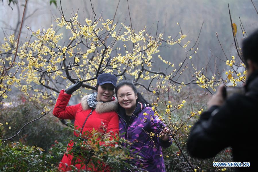 #CHINA-WINTERSWEET BLOSSOMS (CN)