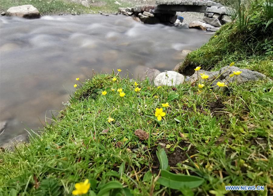 CHINA-TIBET-PASTURE (CN)