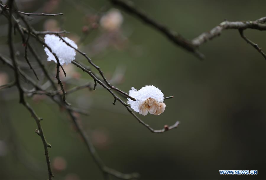 #CHINA-WINTERSWEET BLOSSOMS (CN)