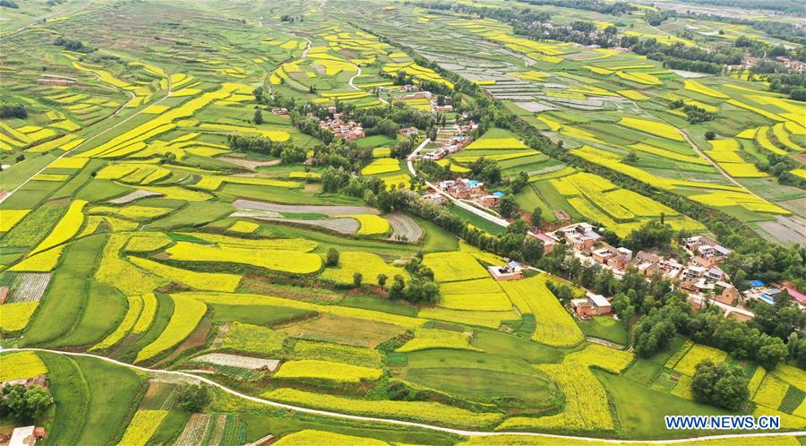 #CHINA-GANSU-JISHISHAN-COLE FLOWER-SCENERY (CN)