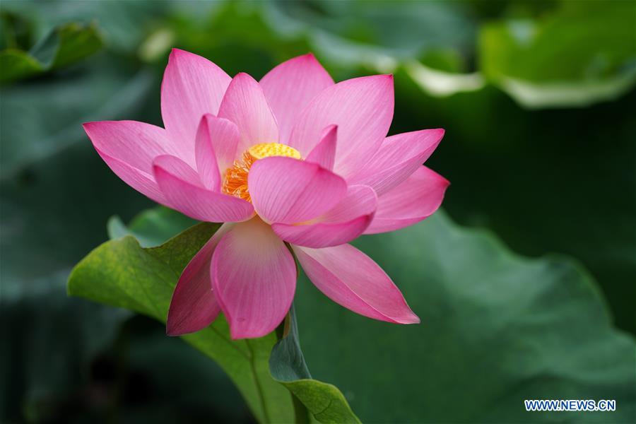 CHINA-YUNNAN-KUNMING-LOTUS FLOWERS (CN)