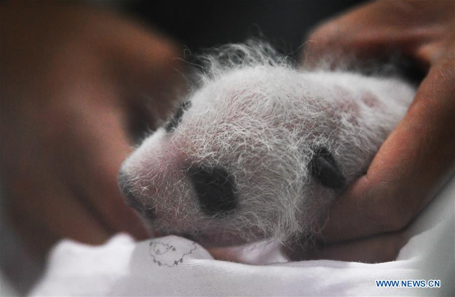 CHINA-CHONGQING-PANDA CUBS (CN)