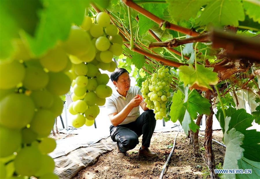 CHINA-AGRICULTURE DEVELOPMENT (CN)