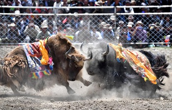 Bullfight festival held in China's Tibet