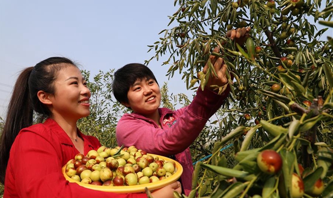 China's Shandong embraces harvest of winter jujubes