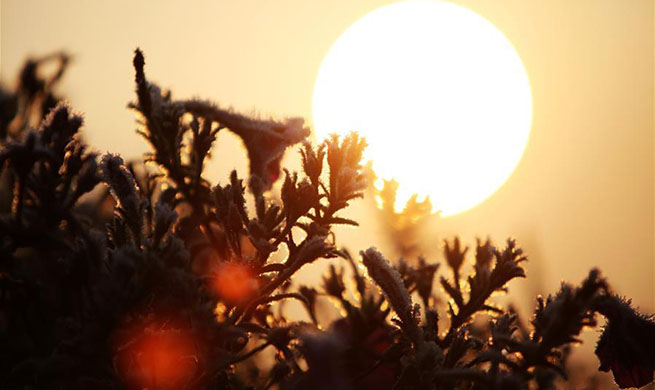 Frosted plants seen in east China's Yangzhou