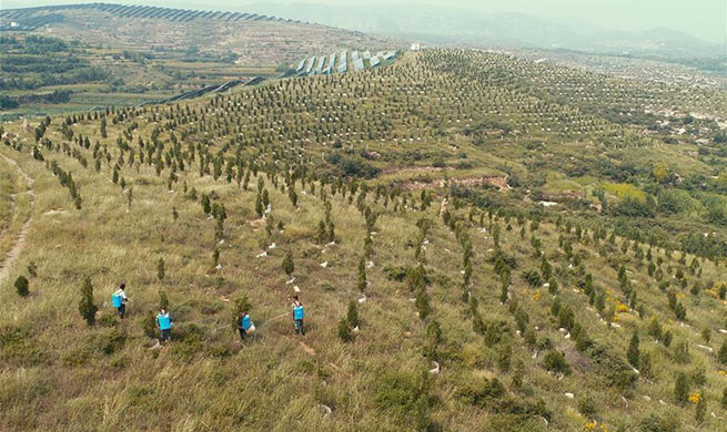 China's reforestation efforts significantly impact global carbon emission reduction