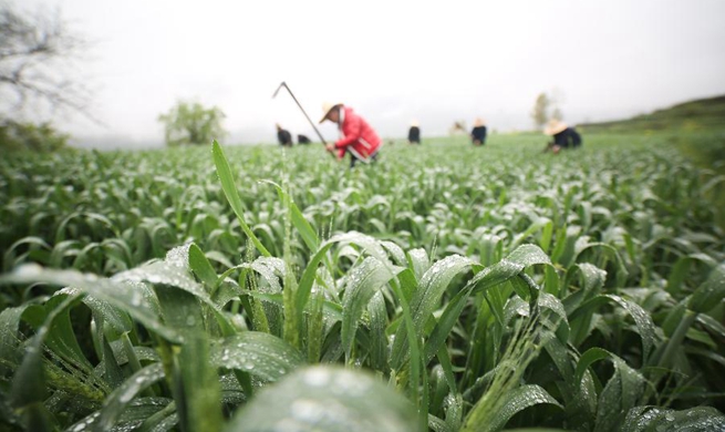 In pics: farm work across China