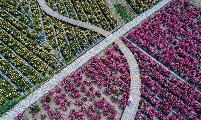 Rose garden becomes rural tourist destination in Hangzhou, China's Zhejiang