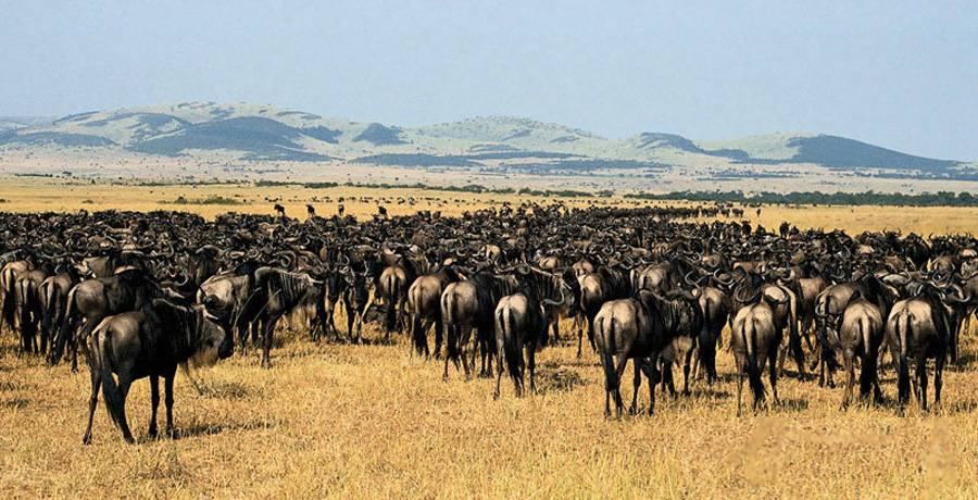 Animals migration in Africa