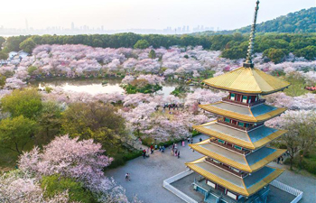 Aerial photos show cherry blossoms at East Lake in Wuhan