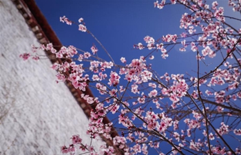 Peach blossoms bloom outside Drepung Monastery in Lhasa, China's Tibet