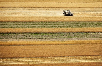 Farmers harvest wheat in NW China's Shaanxi