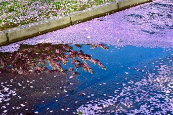 "Flower blanket" seen in front of headquarters of World Health Organization