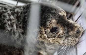 Rare seals released to sea in NE China