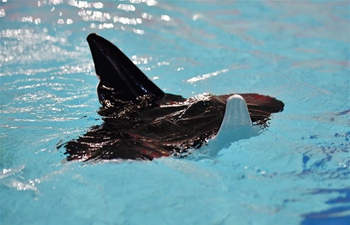 Chinese researchers develope biomimetic robot in shape of manta ray in Shaanxi