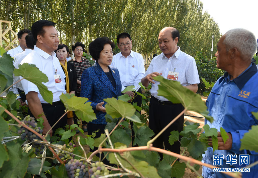 8月9日，中共中央政治局委员、中央统战部部长、中央代表团副团长孙春兰率中央代表团三分团，先后赴内蒙古自治区乌海市、阿拉善盟看望各族干部群众。这是孙春兰在乌海市汉森酒业集团的葡萄种植园了解葡萄种植情况。新华社记者 任军川 摄