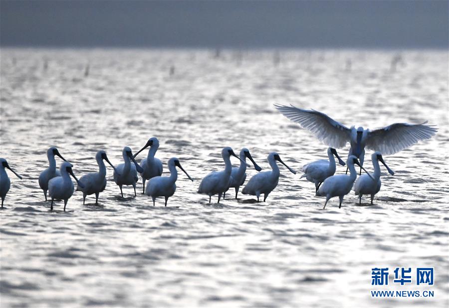 （图文互动）（4）十年树木、红树成林——“海上森林”回归记