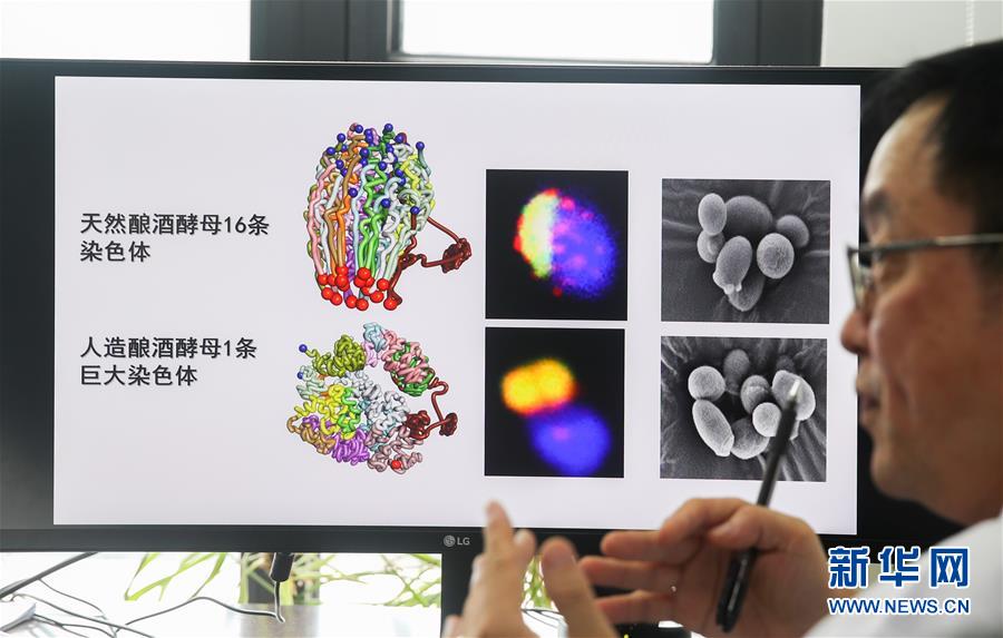 （新華全媒頭條·圖文互動）（3）人造單條染色體真核細(xì)胞問世　我國開啟合成生物學(xué)研究新時(shí)代