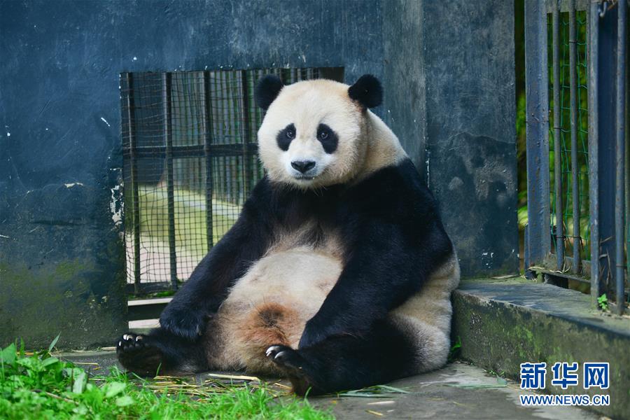 （圖文互動）（1）中國大熊貓保護(hù)研究中心大熊貓野外引種項目首次迎來雙胞胎寶寶