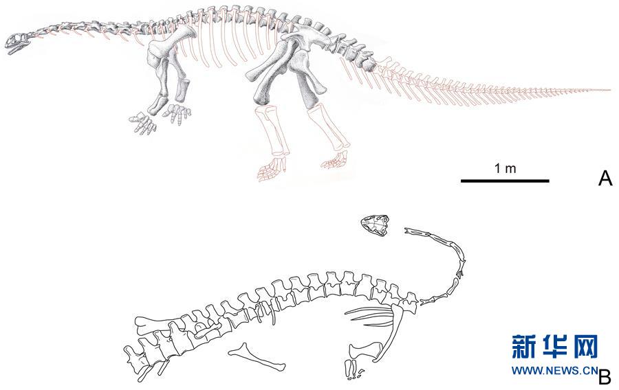 （圖文互動）（2）云南祿豐發(fā)現(xiàn)基干蜥腳型類恐龍新屬種“孫氏彝州龍”