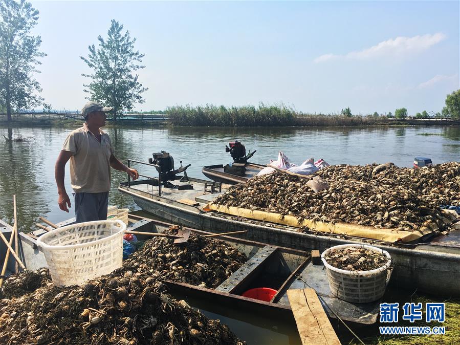 （新華視點·圖文互動）（1）上游洪水來襲下游魚蟹死亡，泄洪為何變泄污？