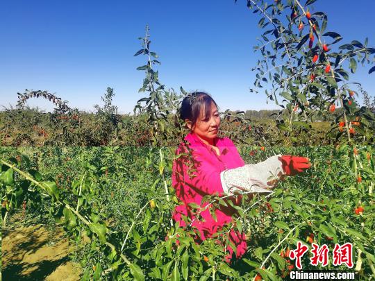 青海柴达木盆地枸杞采摘能手：不到70天挣了1万块