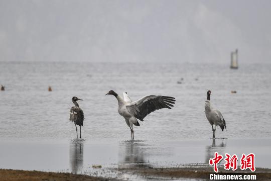 图为在纳帕海湿地栖息的黑颈鹤?！×跞窖?摄