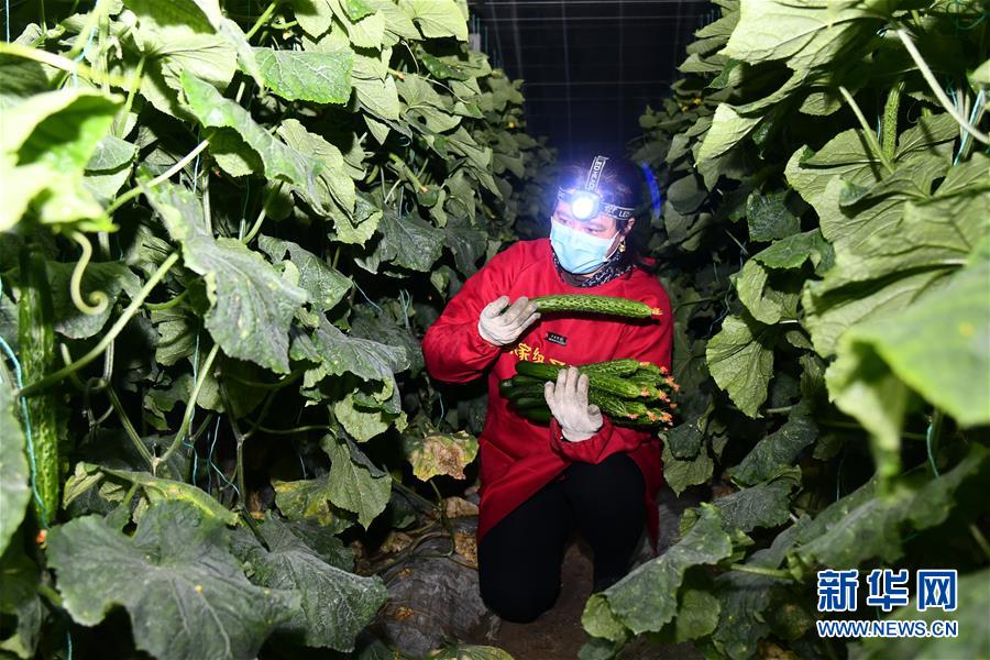 （聚焦疫情防控·图文互动）（1）蔬菜产地供应充足 菜价在合理区间——来自蔬菜生产大省山东的一线调查报告