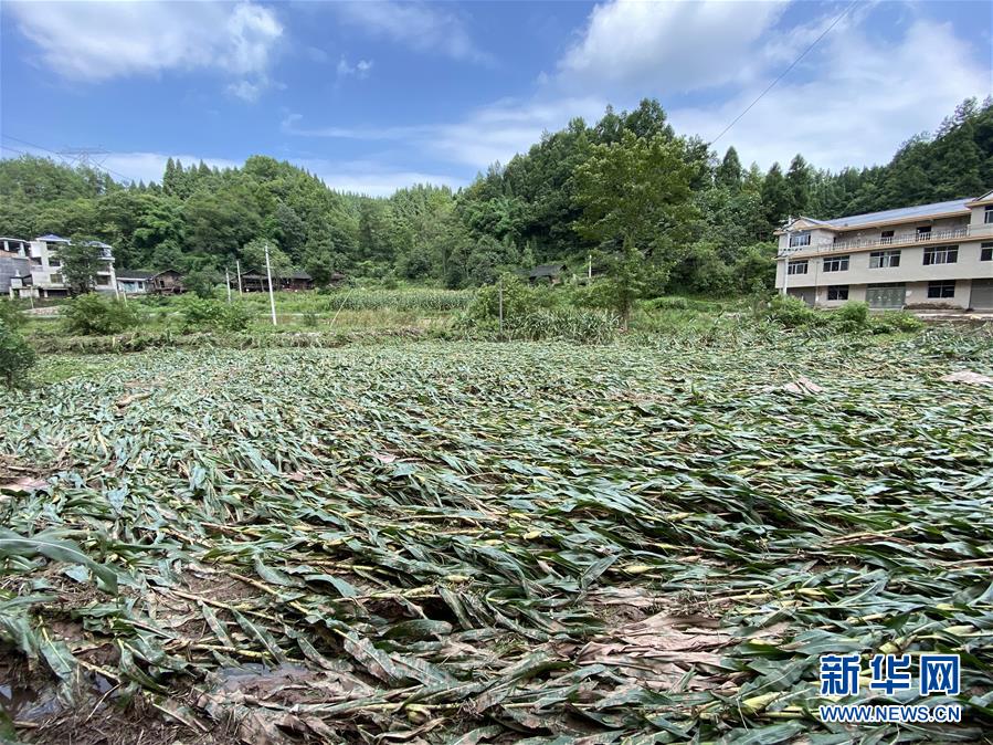 （防汛抗洪·图文互动）（4）山洪袭来前，澧水河畔大转移