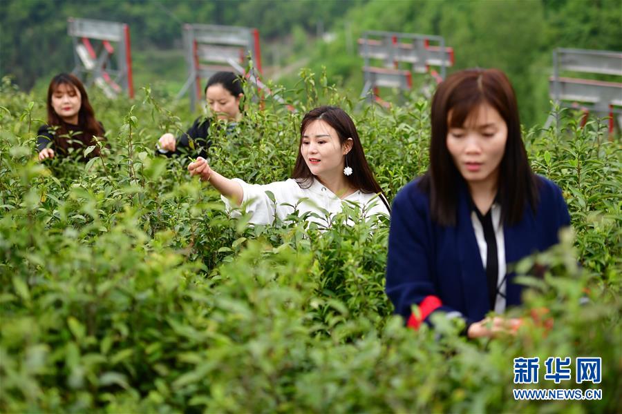 （走向我们的小康生活·图文互动）（4）绿了青山，红了日子——秦巴山区群众绘出小康“调色板”