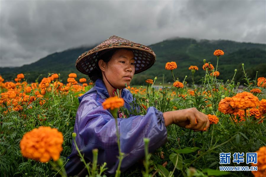 （图文互动）（3）幸?；?mdash;—高黎贡山下“万亩花海”带富美丽乡村