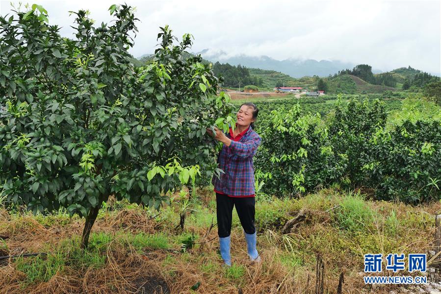 （决战决胜脱贫攻坚·图文互动）（10）同饮一江水 携手“斩穷根”——深圳对口广西河池、百色扶贫协作见闻