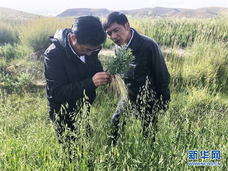 （新华全媒头条·图文互动）（4）愿做高原一粒种 化作金穗撒人间——追记我国青稞研究专家尼玛扎西