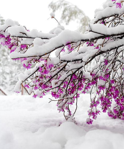 立夏时节 雪景如画