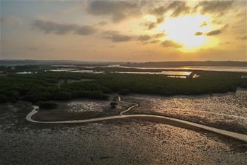 十年树木、红树成林——“海上森林”回归记